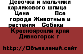 Девочки и мальчики карликового шпица  › Цена ­ 20 000 - Все города Животные и растения » Собаки   . Красноярский край,Дивногорск г.
